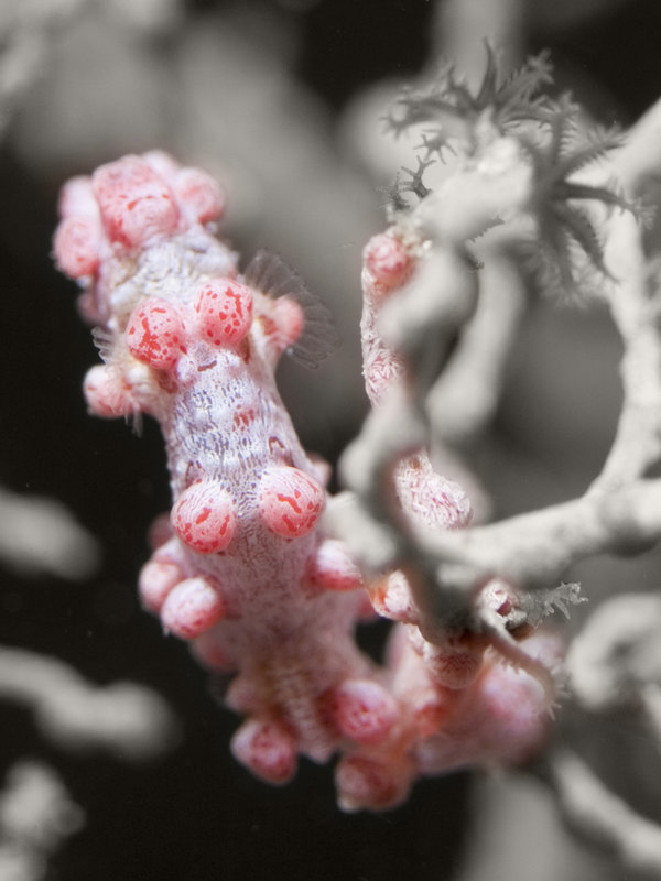 Seaventures House Reef, Pygmy Seahorse